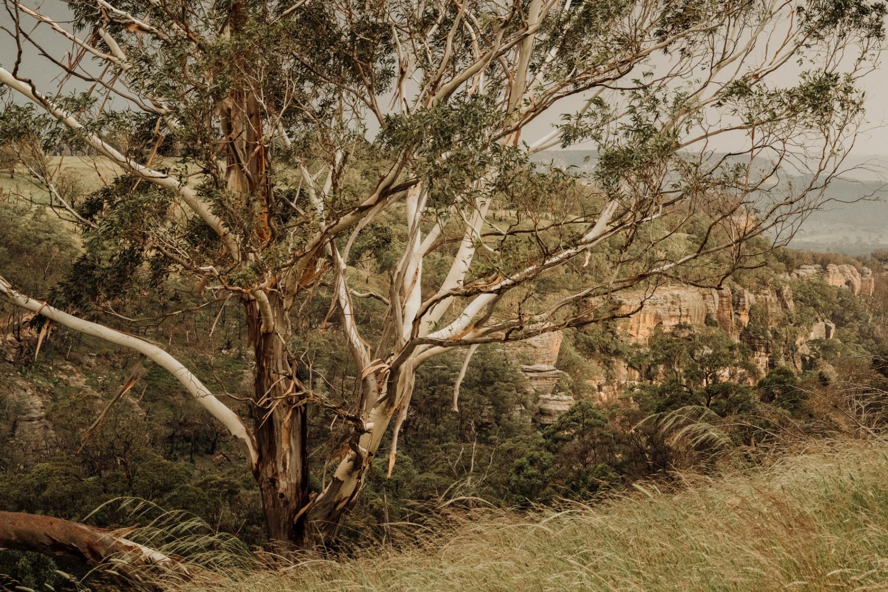 Eucalyptus landscape