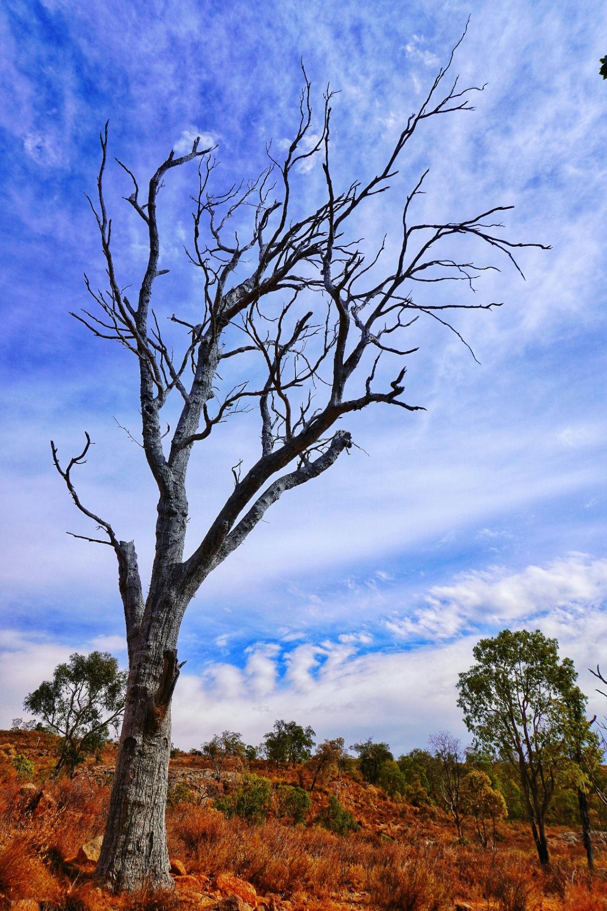 Outback tree against bright sky